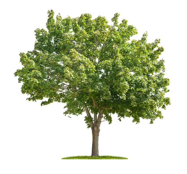 Albero Acero Isolato Sfondo Bianco — Foto Stock