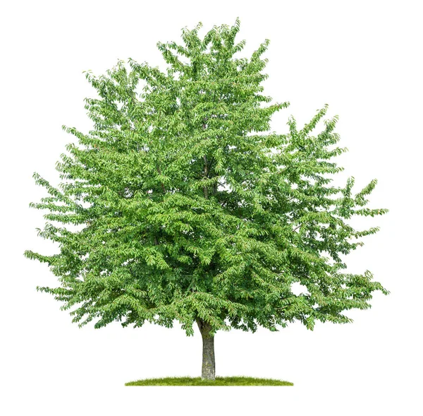 Geïsoleerde Kersenboom Een Witte Achtergrond — Stockfoto