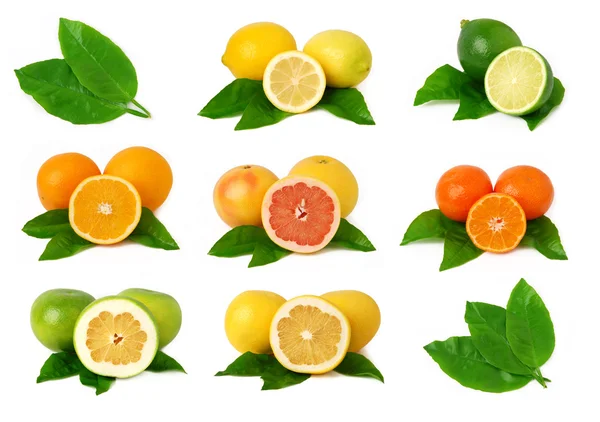 Citrus fruits collection — Stock Photo, Image