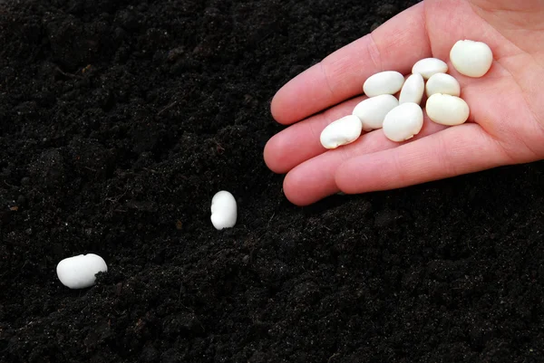 Sowing beans — Stock Photo, Image