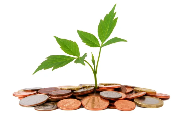Liten växt som växer från mynt — Stockfoto