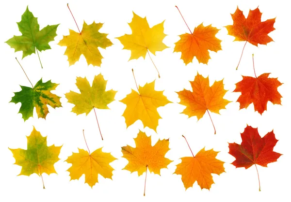 Colorful fall maple leaves isolated on white