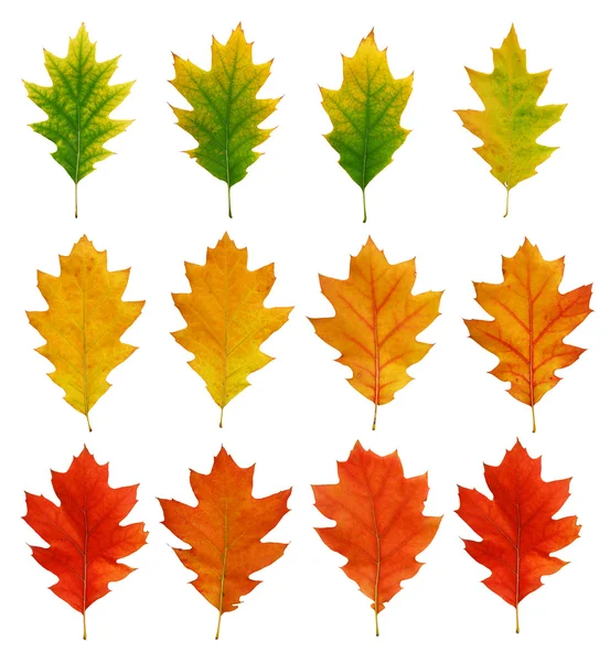 Oak fall leaves