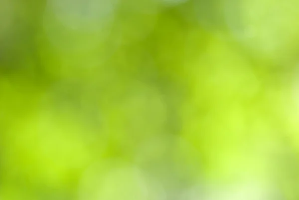 Yeşil yaprakları bokeh — Stok fotoğraf