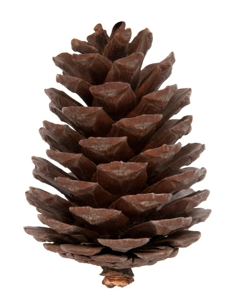 Pine cone isolated on white — Stock Photo, Image