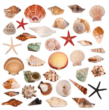 Shells collection