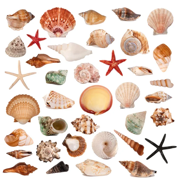 Shells collection — Stock Photo, Image