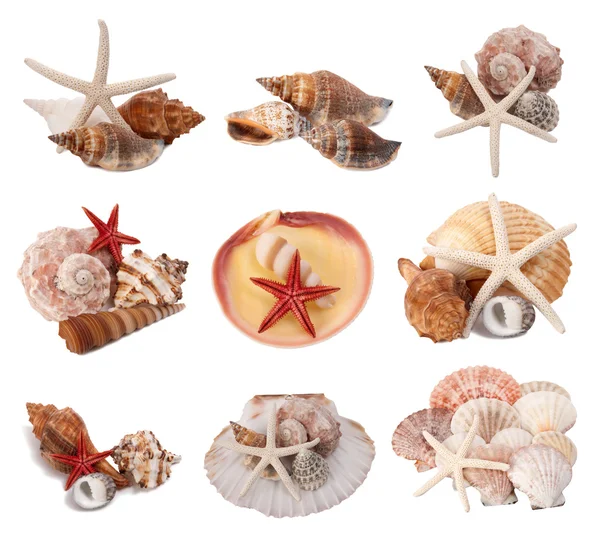 Seashells collection — Stock Photo, Image