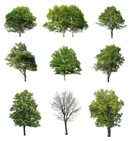 Stromy izolovaných na bílém — Stock fotografie