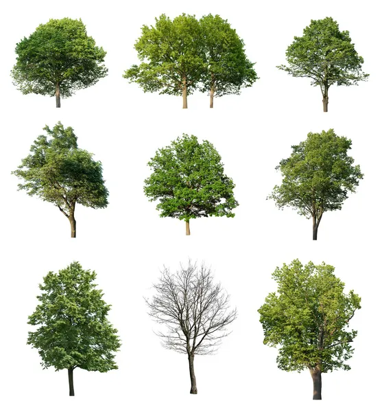 Bomen geïsoleerd op wit — Stockfoto