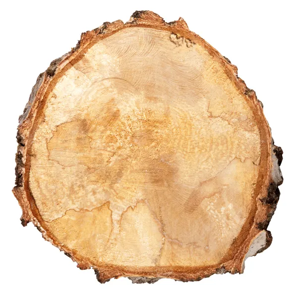 Coupe transversale d'un tronc d'arbre — Photo