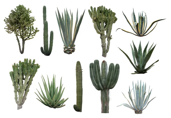 Collection de cactus isolé sur blanc — Photo