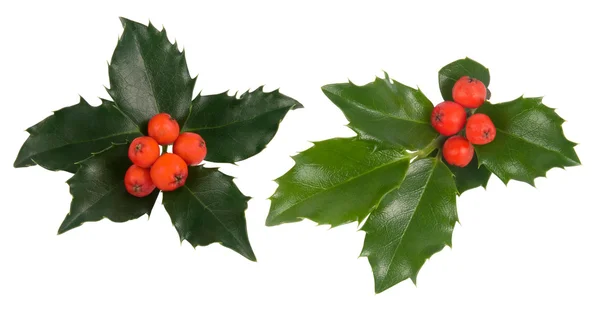 Christmas holly — Stock Photo, Image