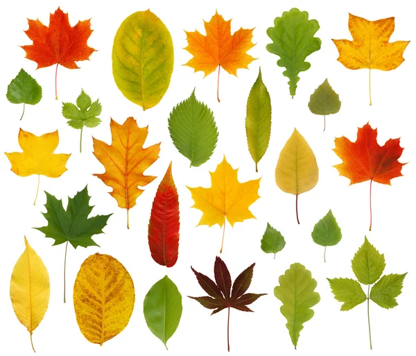 Colorful leaves — Stock Photo, Image