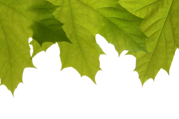 Maple leaves border — Stock Photo, Image
