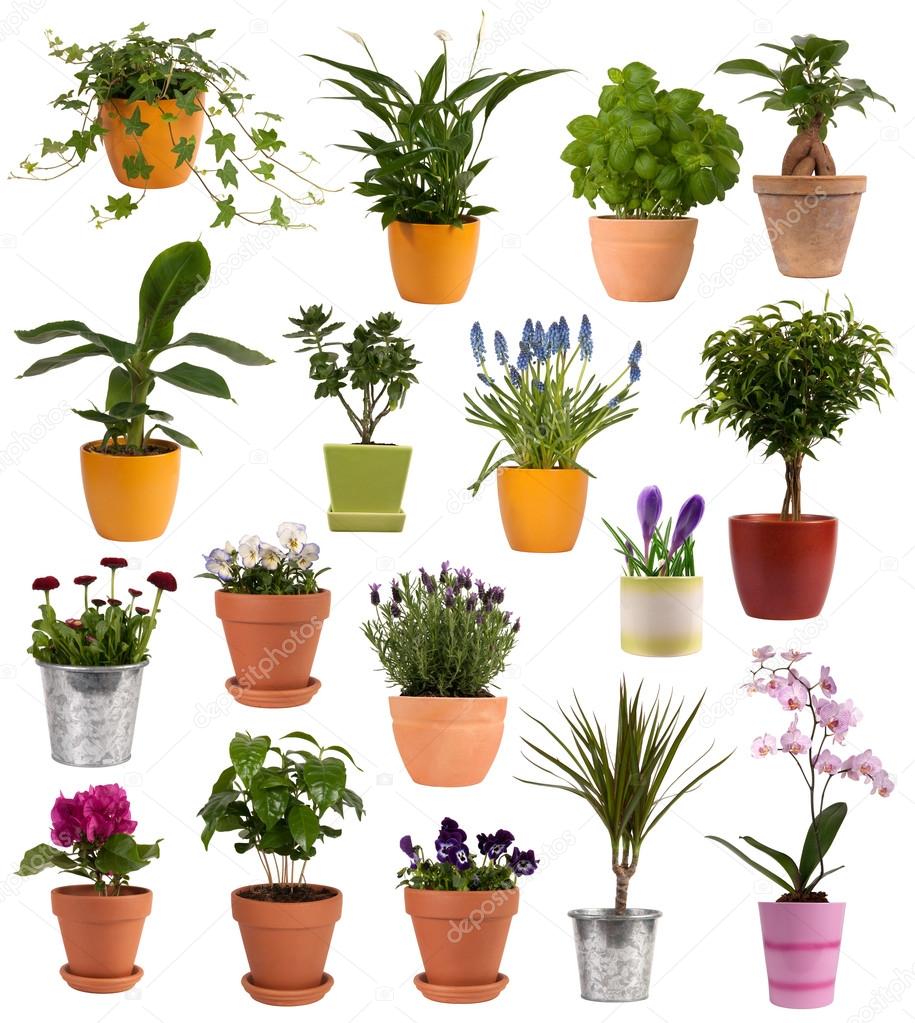 Flowers and plants in pots isolated on white background