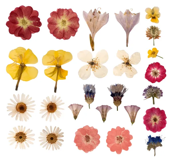 Pressed flowers isolated on white background — Stock Photo, Image