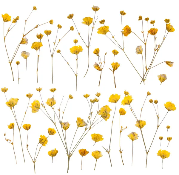 Pressed yellow wildflowers isolated on white — Stock Photo, Image