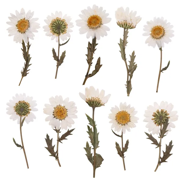 Pressed daisy flowers isolated on white background — Stock Photo, Image