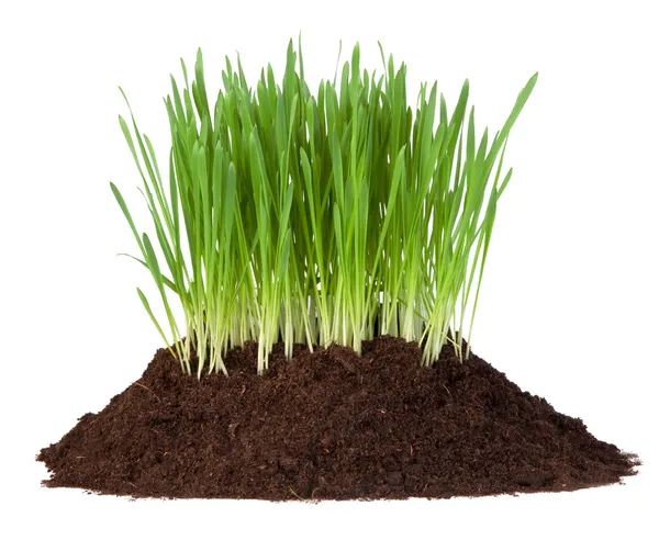 Młoda trawa rośnie w kupie gleby — Zdjęcie stockowe