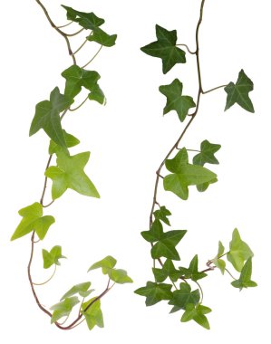 Ivy beyaz arkaplanda izole
