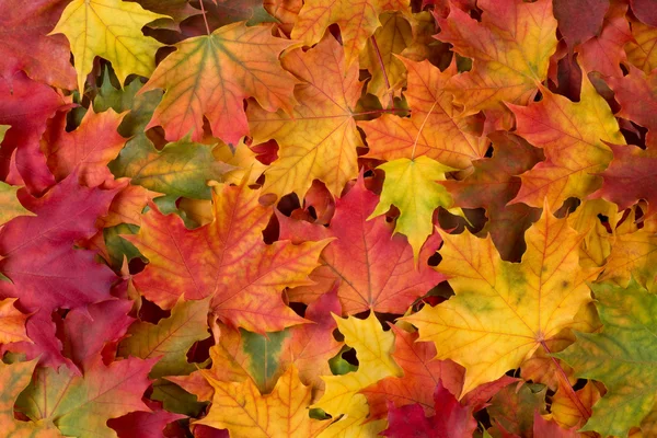 Hojas de otoño fondo — Foto de Stock