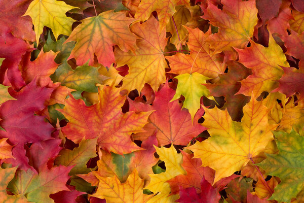 Осень листья фона
