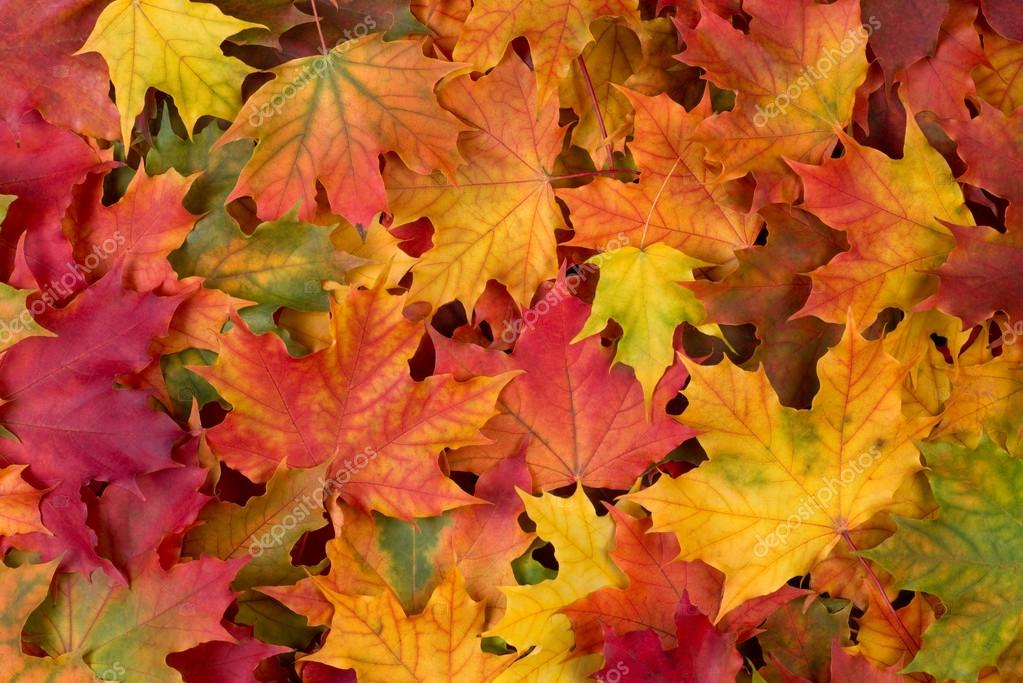 Fall leaves background Stock Photo by ©photkas 35794489