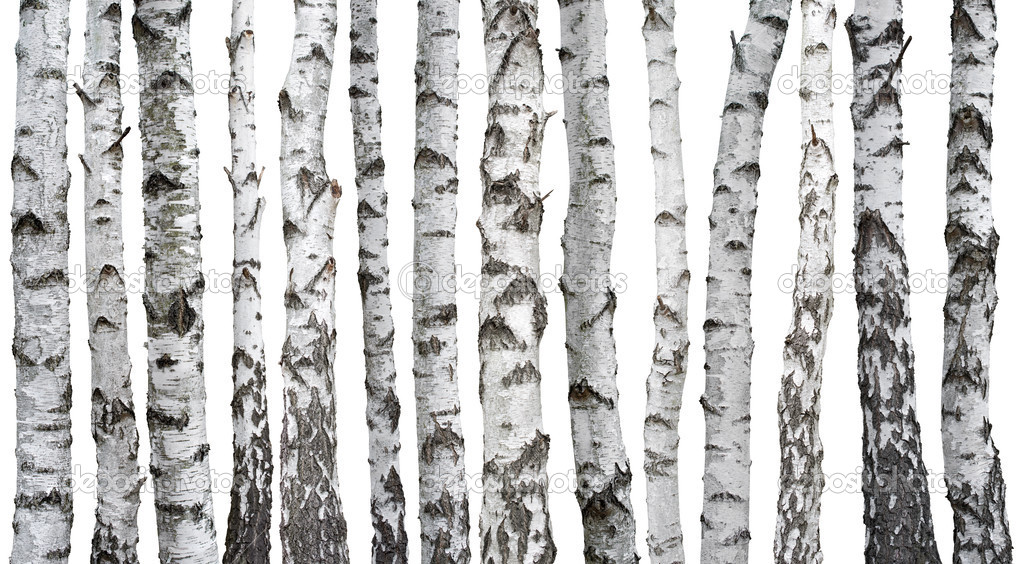 Birch trunks isolated on white background