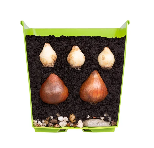 Flower Bulbs Tulips Grape Hyacinths Cross Section Flower Pot Isolated — Stock Photo, Image