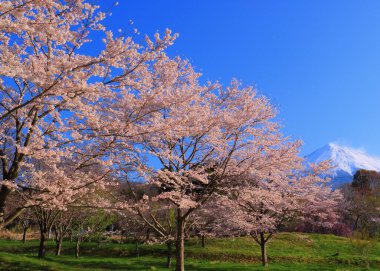 Kiraz çiçekleri Sakuranosono Park ve Mt. Fuji Fujinomiya Şehri 04 / 08 / 2022