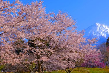 Kiraz çiçekleri Sakuranosono Park ve Mt. Fuji Fujinomiya Şehri 04 / 08 / 2022