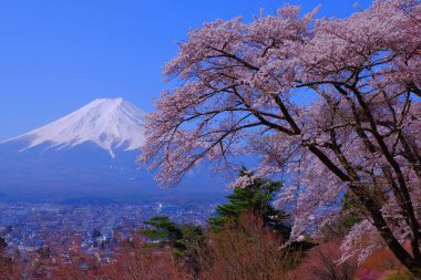 Fujiyoshida Şehri Yamanashi Japonya 'daki Fujimi Kotoku Park' ından kiraz çiçekleri ve Fuji Dağı. 04 / 10 / 2022