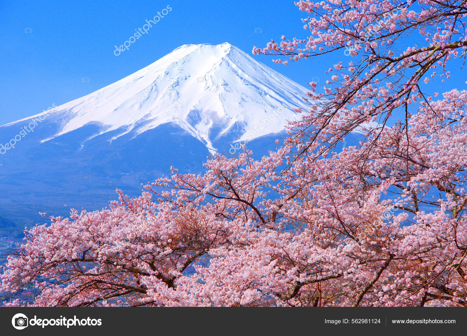 2022年10月4日日本山崎富士市富士米古都公园的樱花和富士小姐