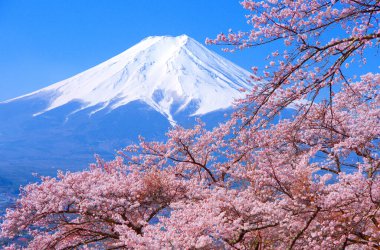Fujiyoshida Şehri Yamanashi Japonya 'daki Fujimi Kotoku Park' ından kiraz çiçekleri ve Fuji Dağı. 04 / 10 / 2022