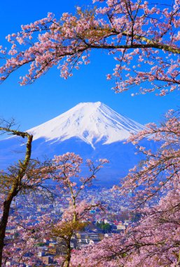 Fujiyoshida Şehri Yamanashi Bölgesi Fujimi Kotoku Parkı 'ndan kiraz çiçekleri ve Fuji Dağı Japonya 04 / 12 / 2022
