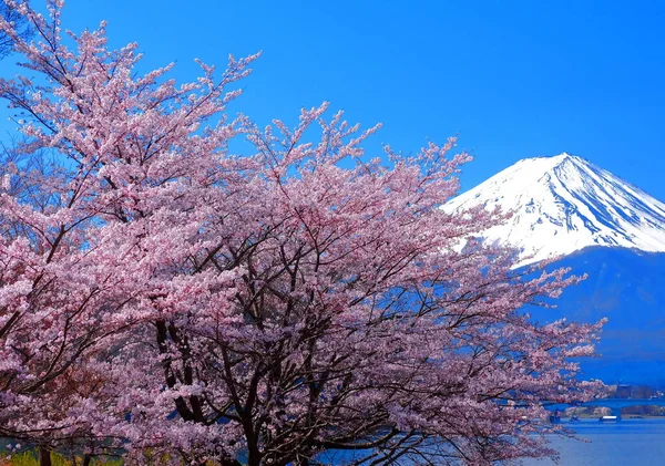 Flores Cerezo Monte Fuji Costa Norte Del Lago Kawaguchi Japón — Foto de Stock