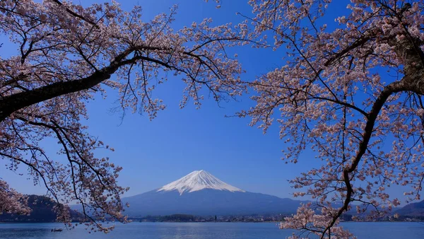 Flores Cerezo Monte Fuji Costa Norte Del Lago Kawaguchi Japón — Foto de Stock