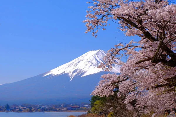 Cerezo Monte Fuji Desde Parque Nagasaki Lago Kawaguchi Japón 2022 — Foto de Stock