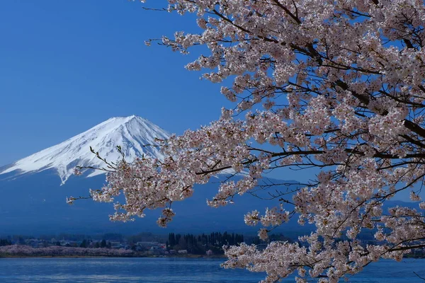 Flores Cerezo Monte Fuji Desde Área Oishi Lago Kawaguchi Japón — Foto de Stock