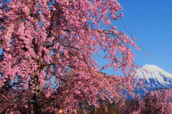 Weeping Cherry Blossoms Saiko Nenba Fujikawaguchiko Town Fuji Blue Sky — Foto de Stock