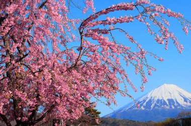 Saiko Nenba Fujikawaguchiko Kasabası ve Mt. Mavi gökyüzünde Fuji 04 / 22 / 2022