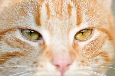 Kedi Surat