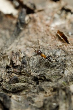 bir kabuk üzerinde karınca