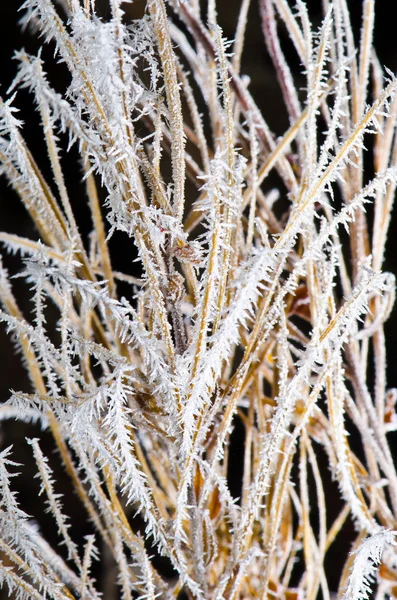 Замороженные растения — стоковое фото