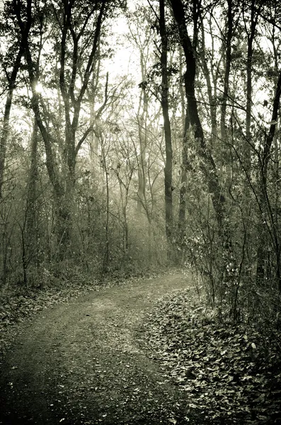 Caminho florestal misterioso — Fotografia de Stock