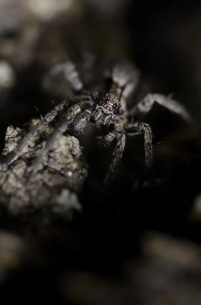 Aranha pequena — Fotografia de Stock