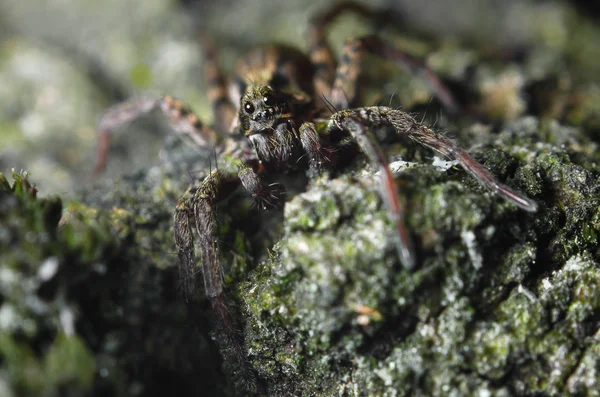 Araña del bosque — Foto de Stock