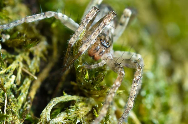 Viele Augen Spinne — Stockfoto