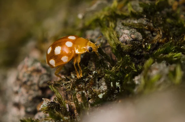 Young ladybug — Stock Photo, Image